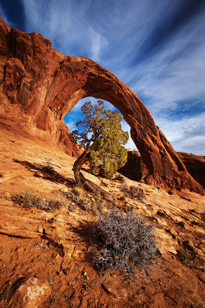 Corona Arch with Utah Juniper