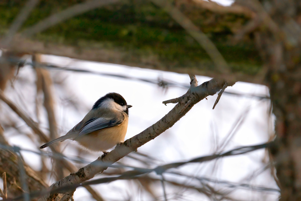 Chickadee14 Photography Art | NaturePrintStudio