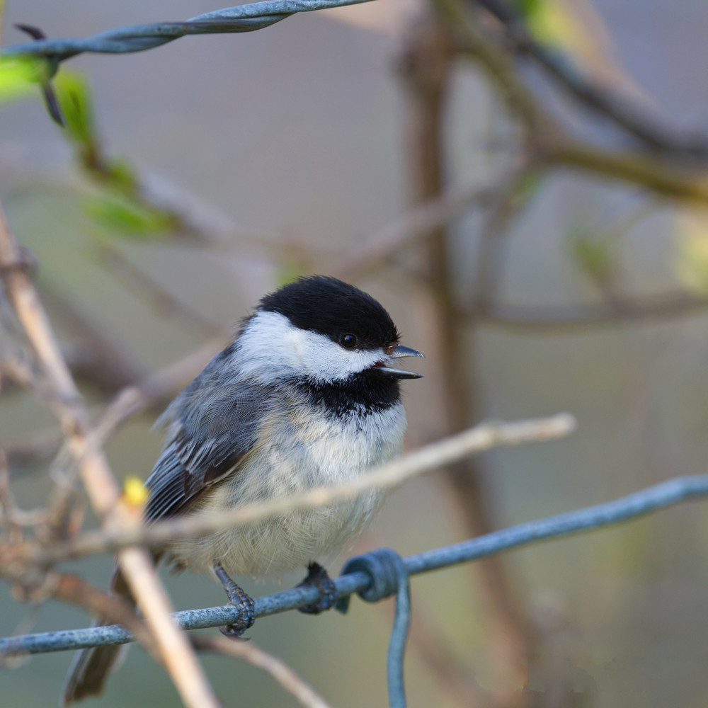 Chickadee11 Photography Art | NaturePrintStudio