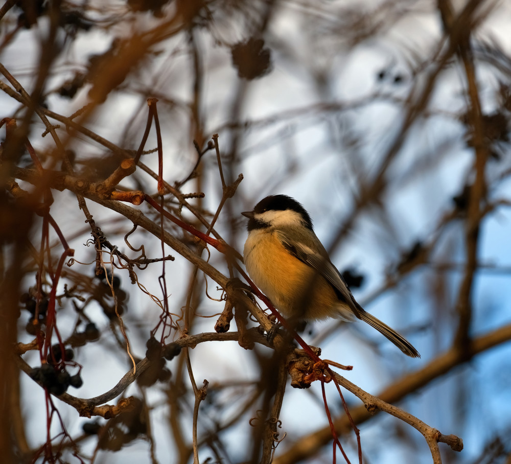 Chickadee15 Photography Art | NaturePrintStudio