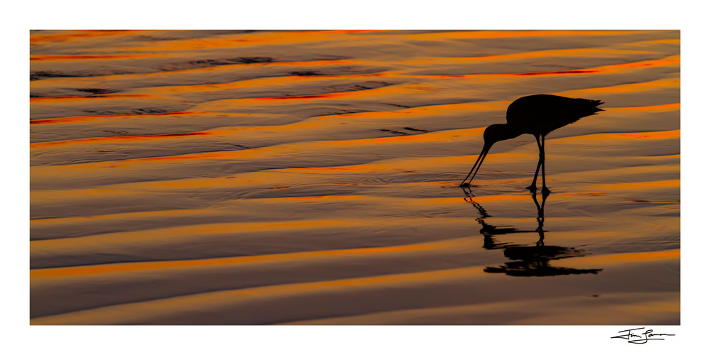 A marbled godwit forages in the surf zone at sunset.