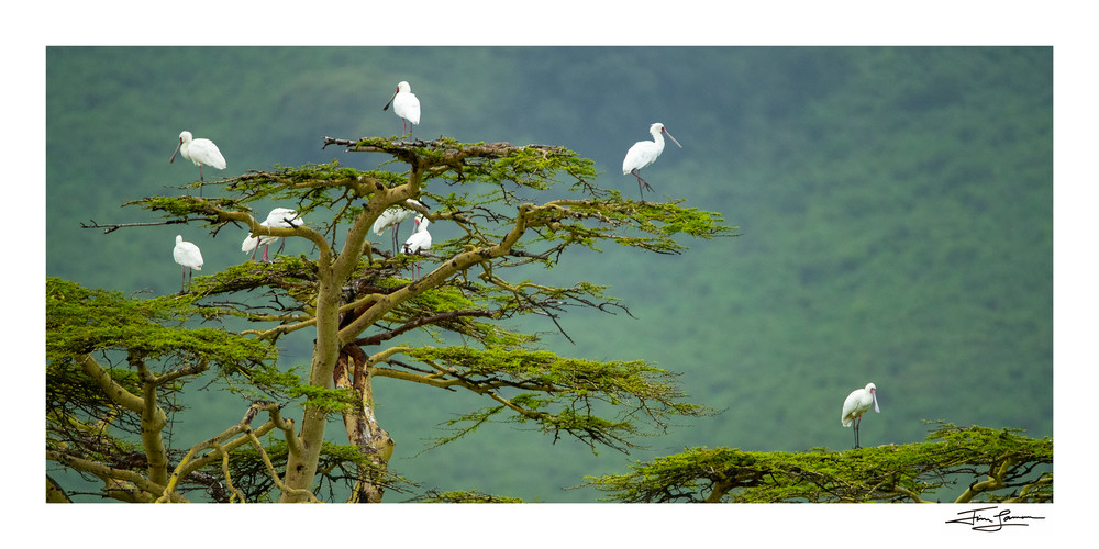 The Spoonbill Tree available as wildlife wall art for your home.