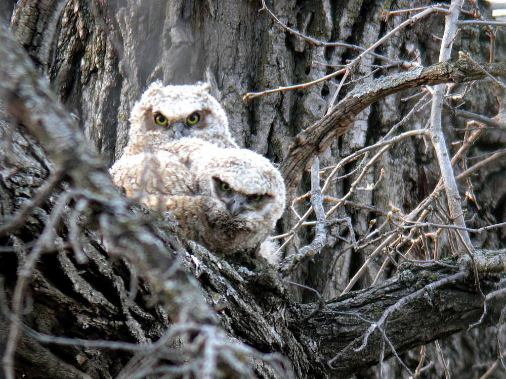 Great Horned Owl8 Photography Art | NaturePrintStudio