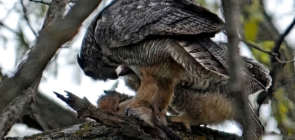 Great Horned Owl Photography Art | NaturePrintStudio