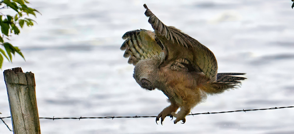 Great Horned Owl5 Photography Art | NaturePrintStudio