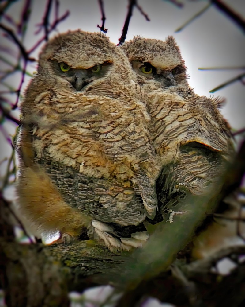 Great Horned Owl4 Photography Art | NaturePrintStudio