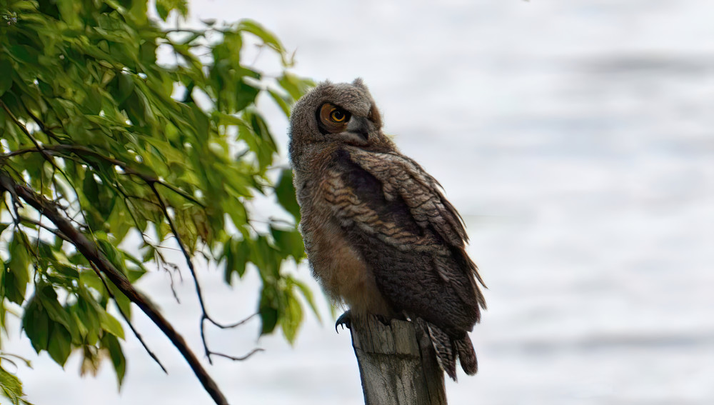 Great H Orned Owl7 Photography Art | NaturePrintStudio