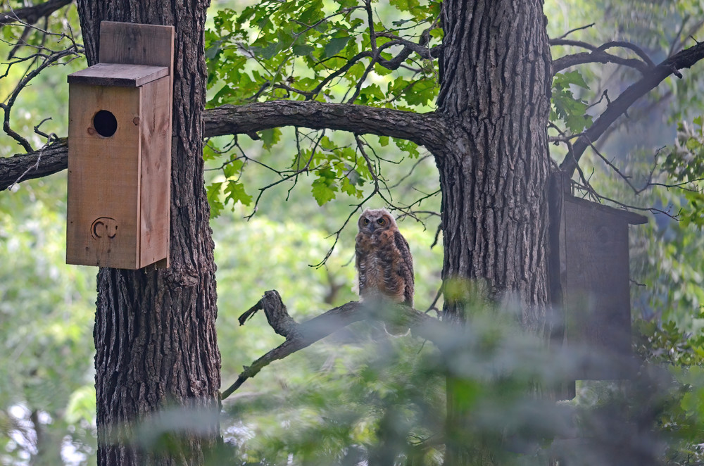 Great Horned Owl2 Photography Art | NaturePrintStudio