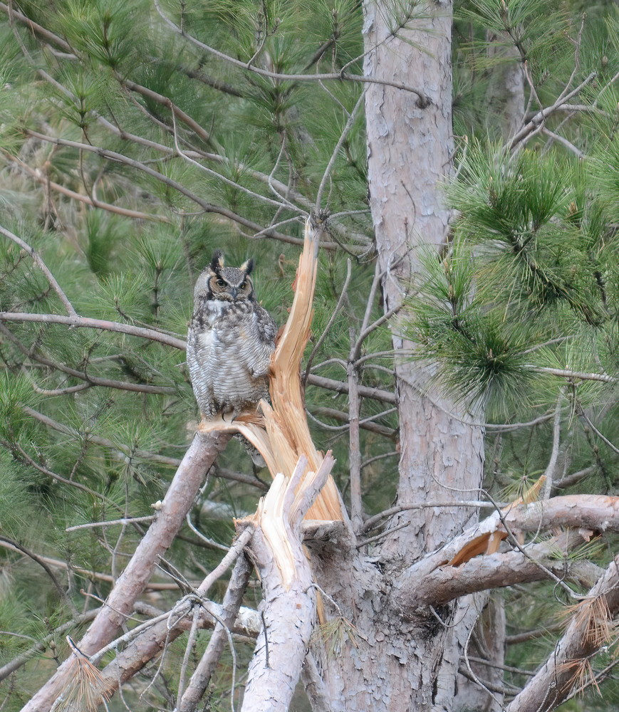 Great Horned Owl17 Photography Art | NaturePrintStudio
