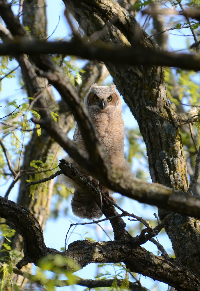 Great Horned Owl18 Photography Art | NaturePrintStudio
