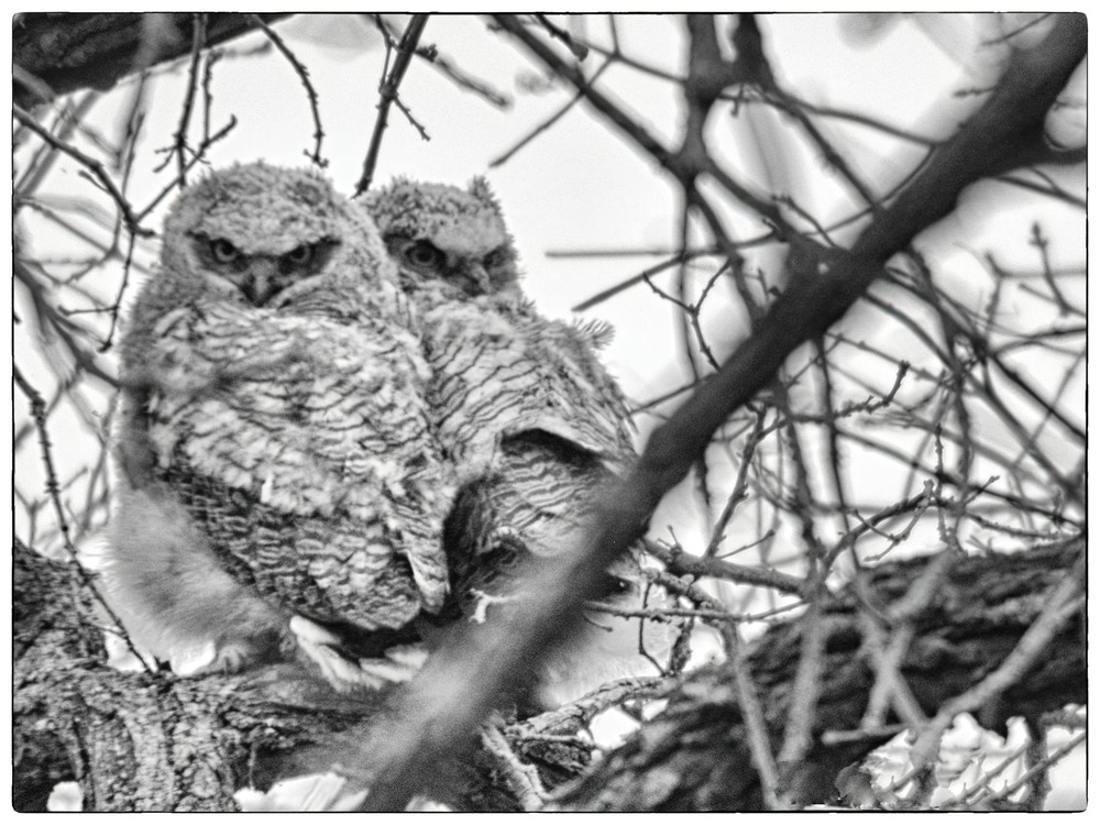 Great Horned Owl3 Photography Art | NaturePrintStudio