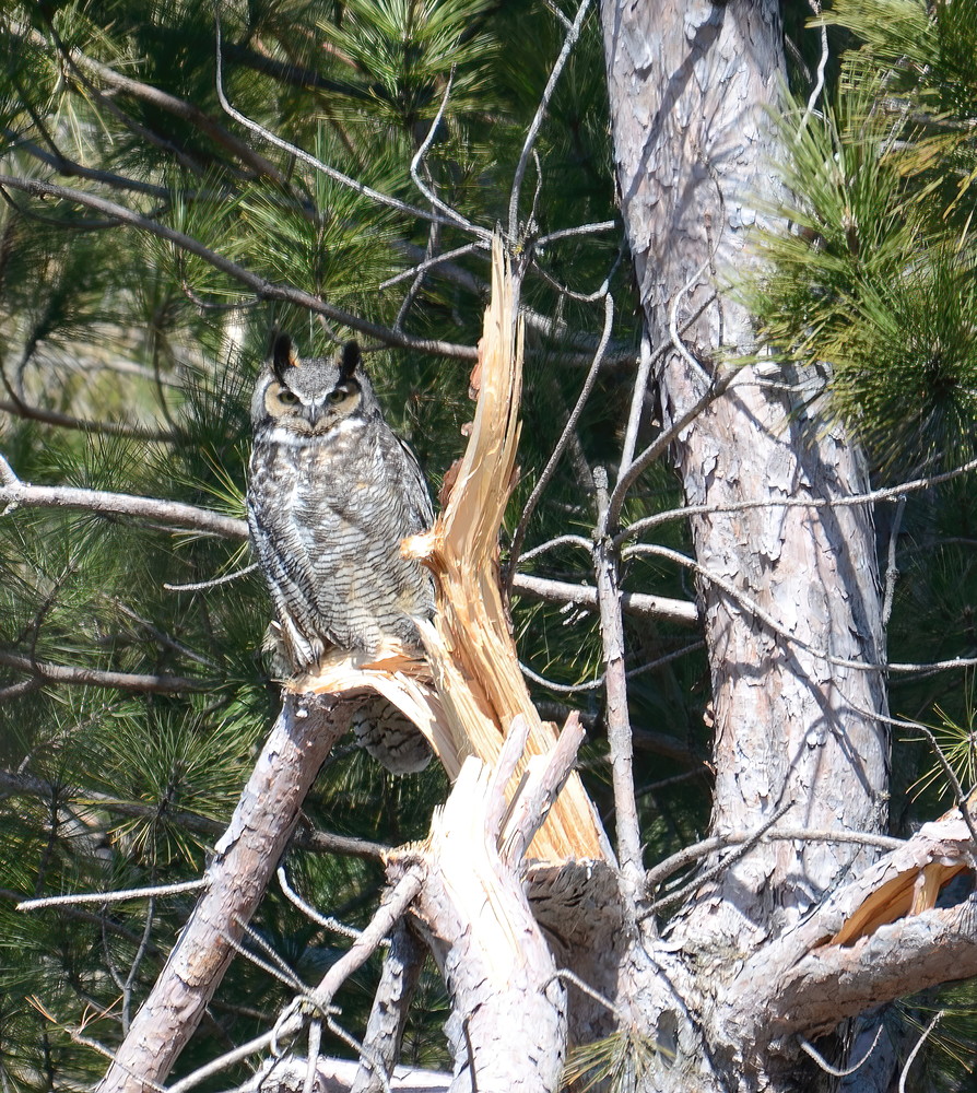 Great Horned Owl15 Photography Art | NaturePrintStudio