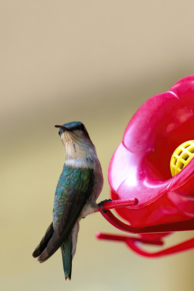 Humming Bird4 Photography Art | NaturePrintStudio