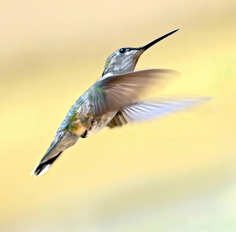 Humming Bird3 Photography Art | NaturePrintStudio