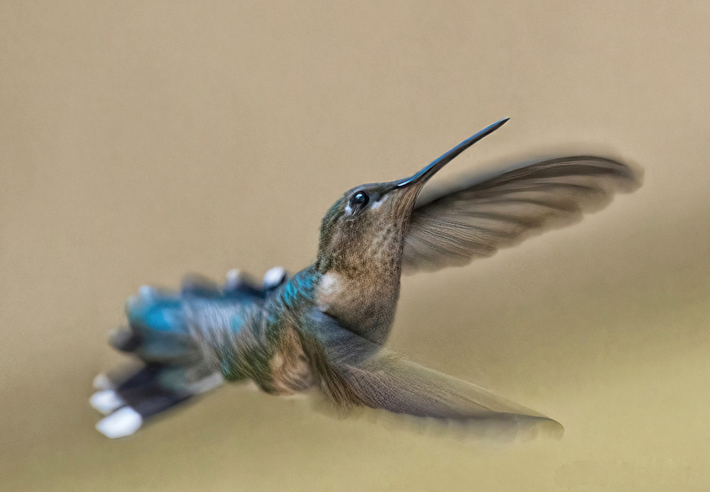 Humming Bird2 Photography Art | NaturePrintStudio