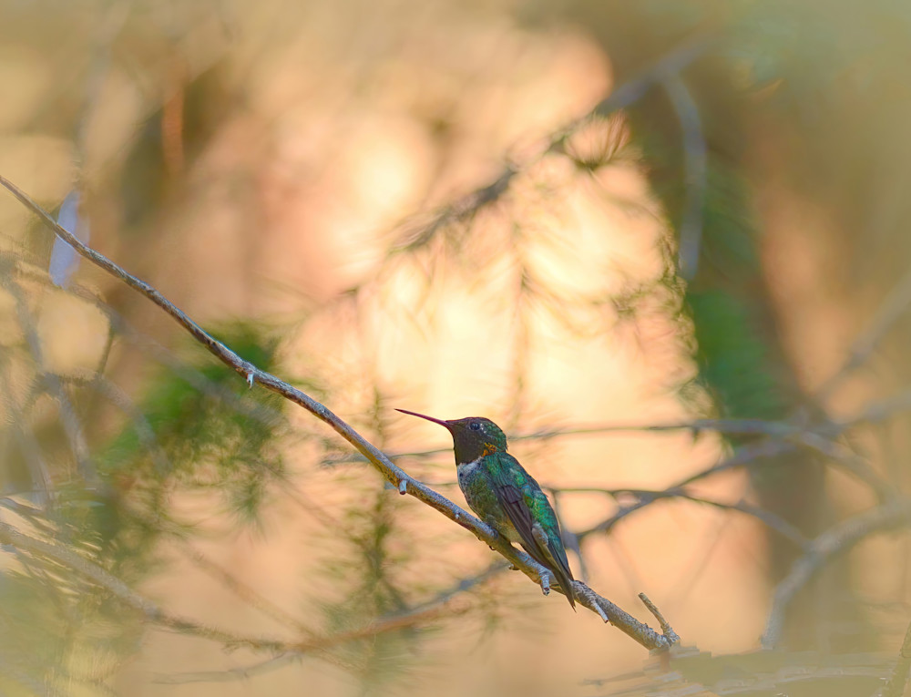 Humming Bird5 Photography Art | NaturePrintStudio