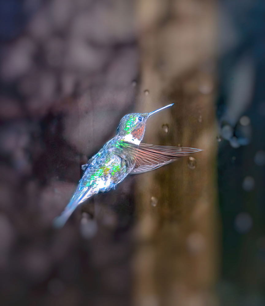 Humming Bird6 Photography Art | NaturePrintStudio
