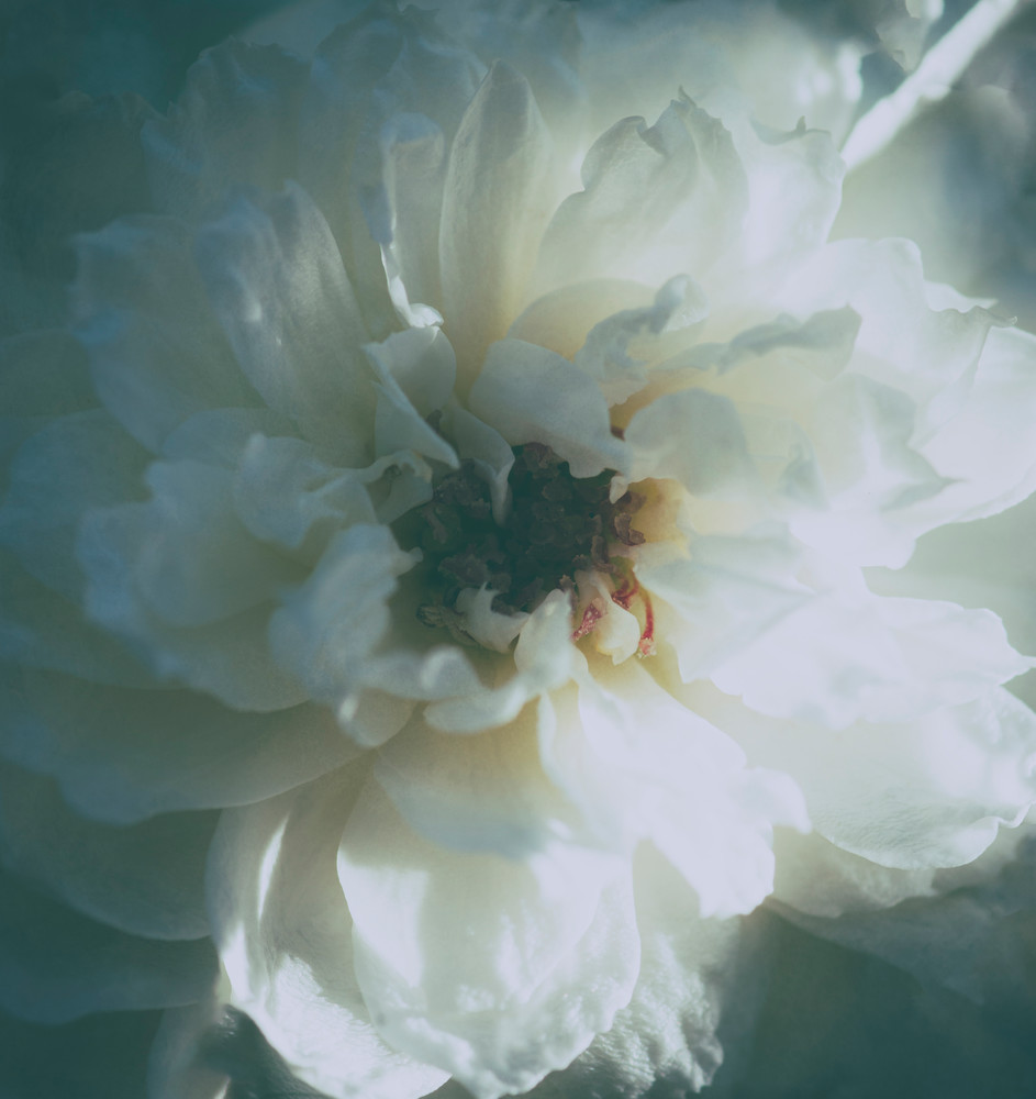 Faded Ranunculus Photography Art | Kathleen Messmer Photography