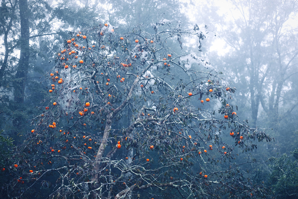 Foggy Persimmon  Photography Art | Stinky Mud Photography