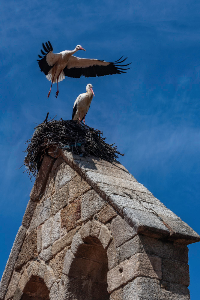 Stork flight