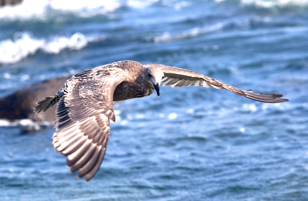 Juvenile Gull in flight - RI