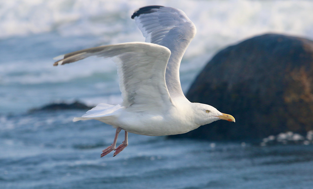 Seagull in flight - Quonnie '21