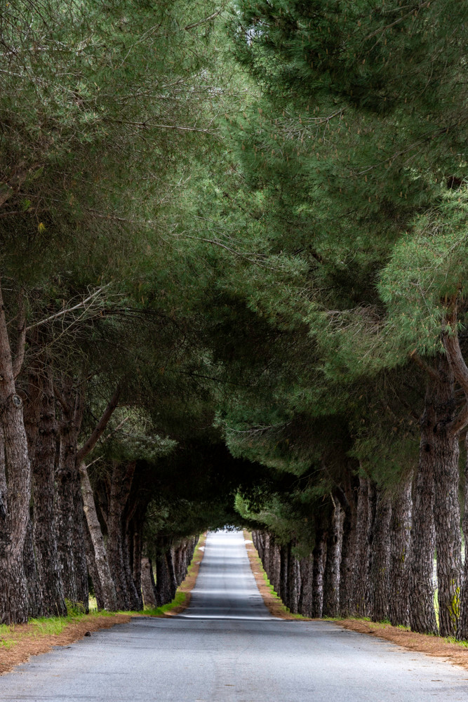 Tree tunnel road