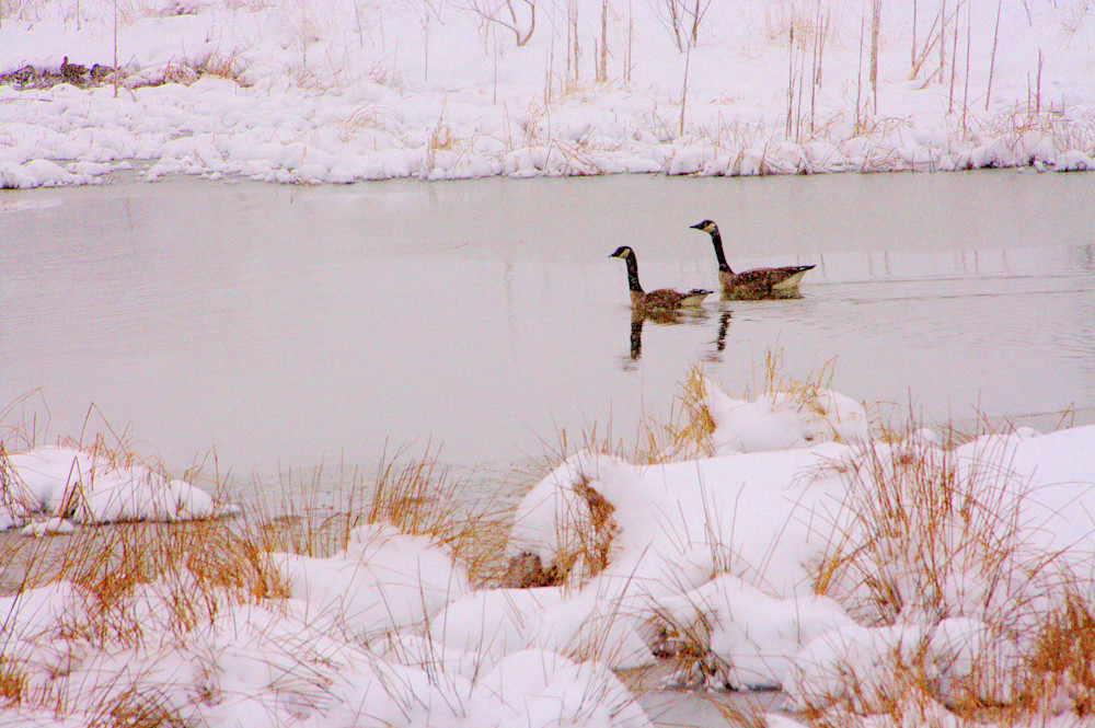 Snowy Wetlands Afternoon  Photography Art | Lauramarlandphoto.com