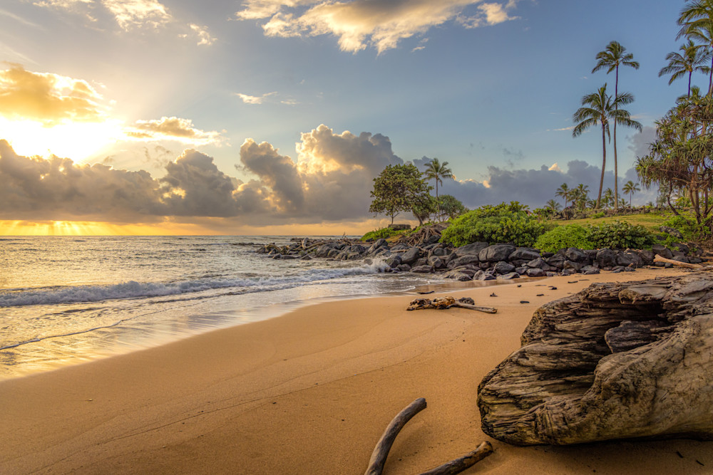 Driftwood Trees at Lydgate Beach, Kauai | Hawaii Photography | Tim Truby 