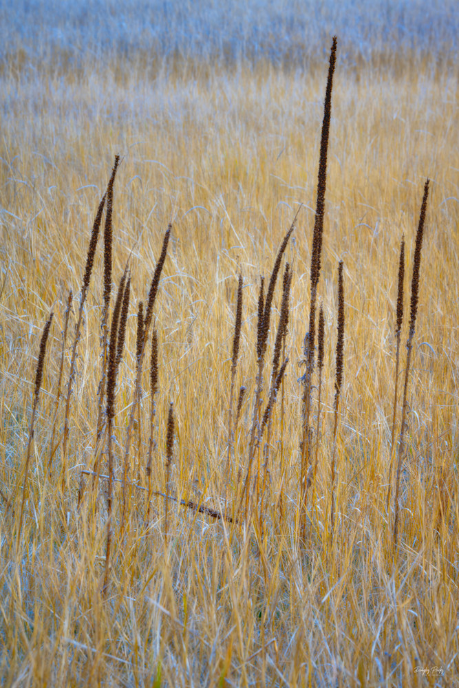 Meadow grasses 2