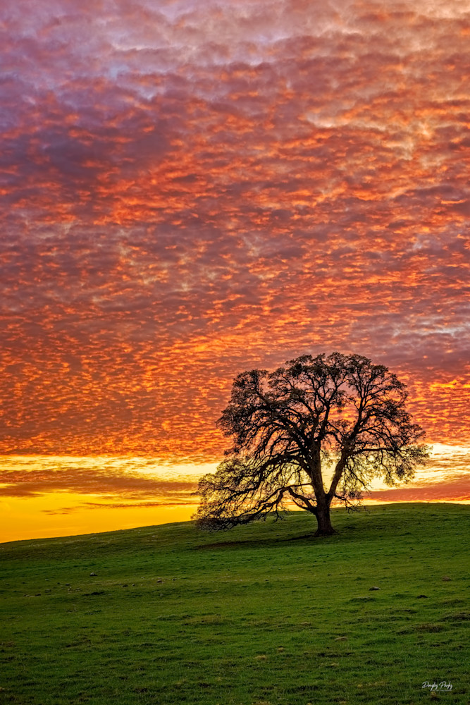 Spring Sunset Oak