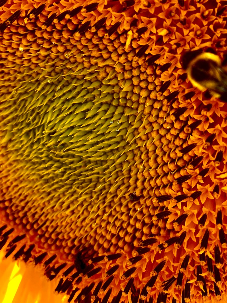 Let’s Bee Kind 4   Sunflower Photography Art | arevolt64