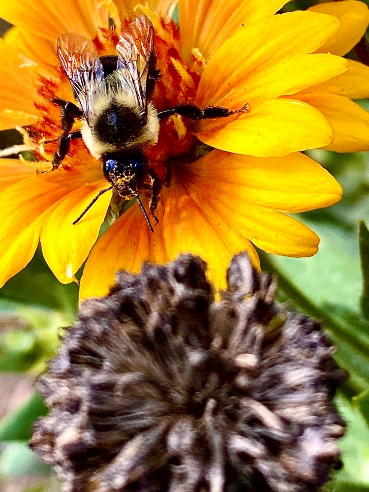 Let’s Bee Kind 2 Photography Art | arevolt64