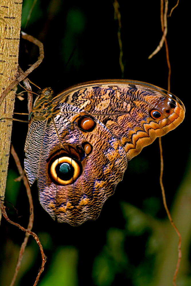 Owls Eye Butterfly Pst 24x36x200 Jpg Photography Art | Images by Doc