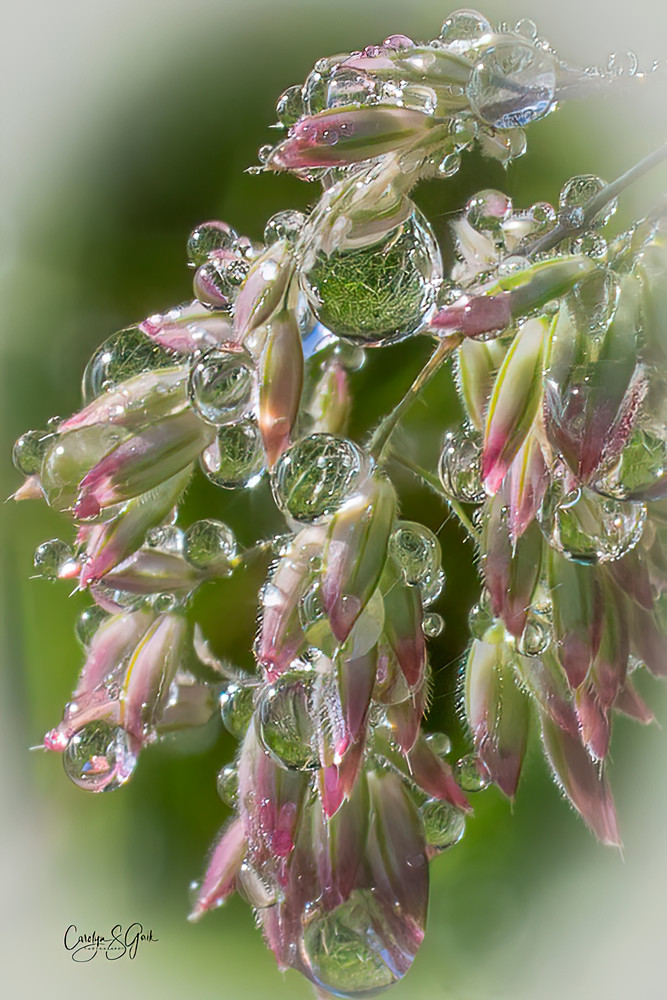 Reflections In Dew Drops Photography Art | Photo Art By Carolyn 