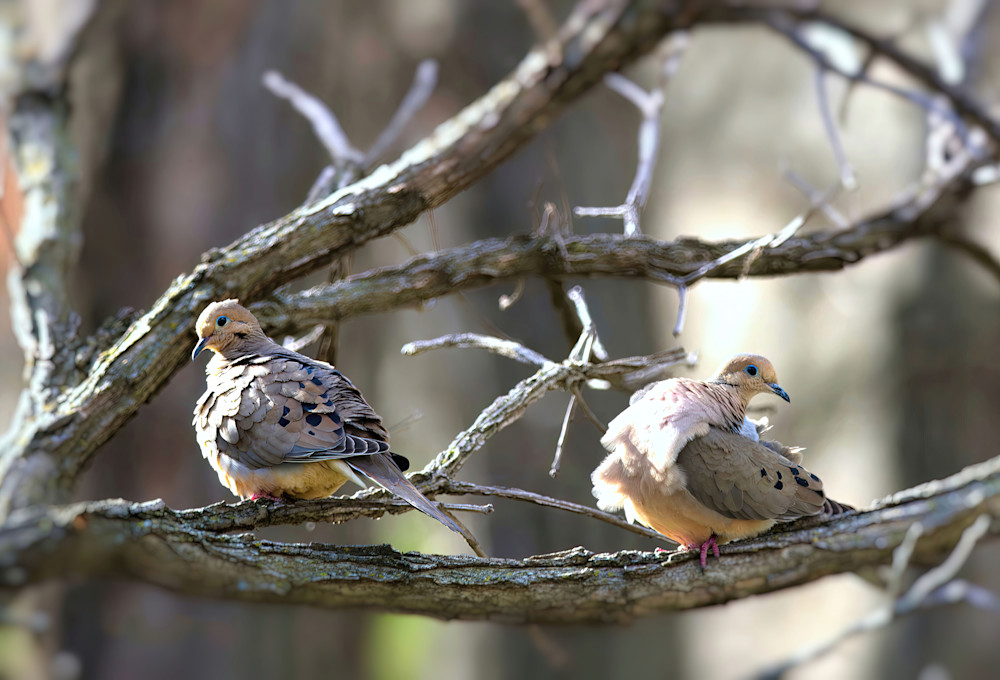 Mourning Doves2 Photography Art | NaturePrintStudio