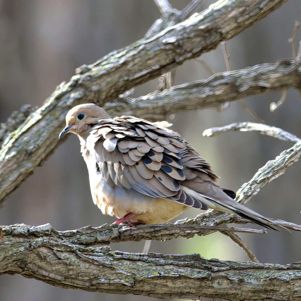 Mourning Doves5 Photography Art | NaturePrintStudio