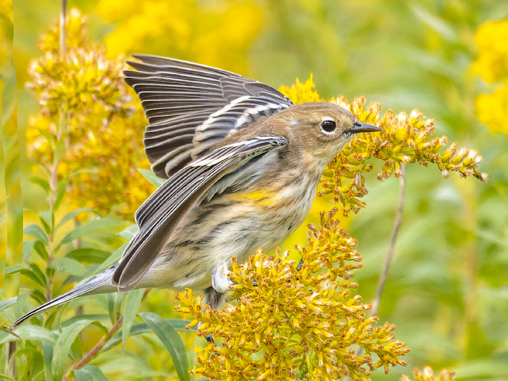 Yellow Rumped Warbler Taking Flight. Photography Art | Mike Soegtrop Photography