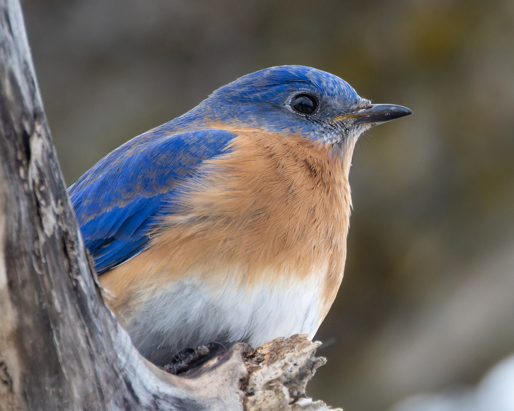 Bluebird Perched On A Tree Branch Photography Art | Mike Soegtrop Photography