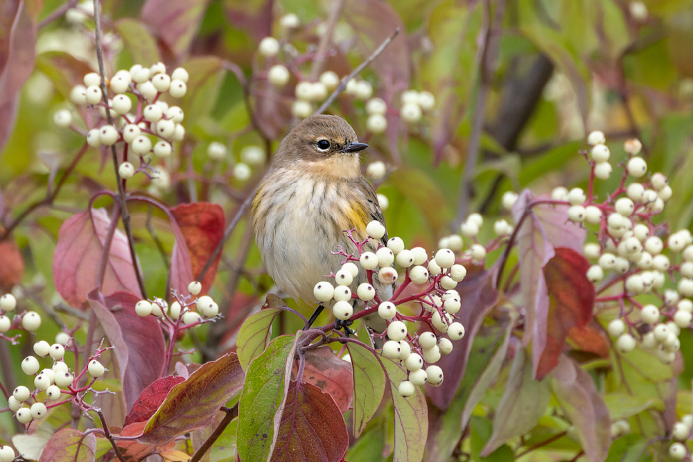 Yellow Rumped Warbler Eating Berries Photography Art | Mike Soegtrop Photography