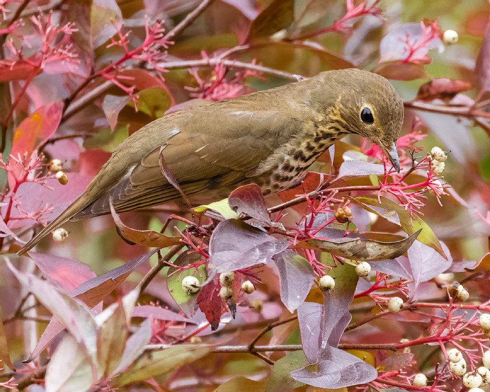 Swainson Thrush Among Dogwood Berries Photography Art | Mike Soegtrop Photography