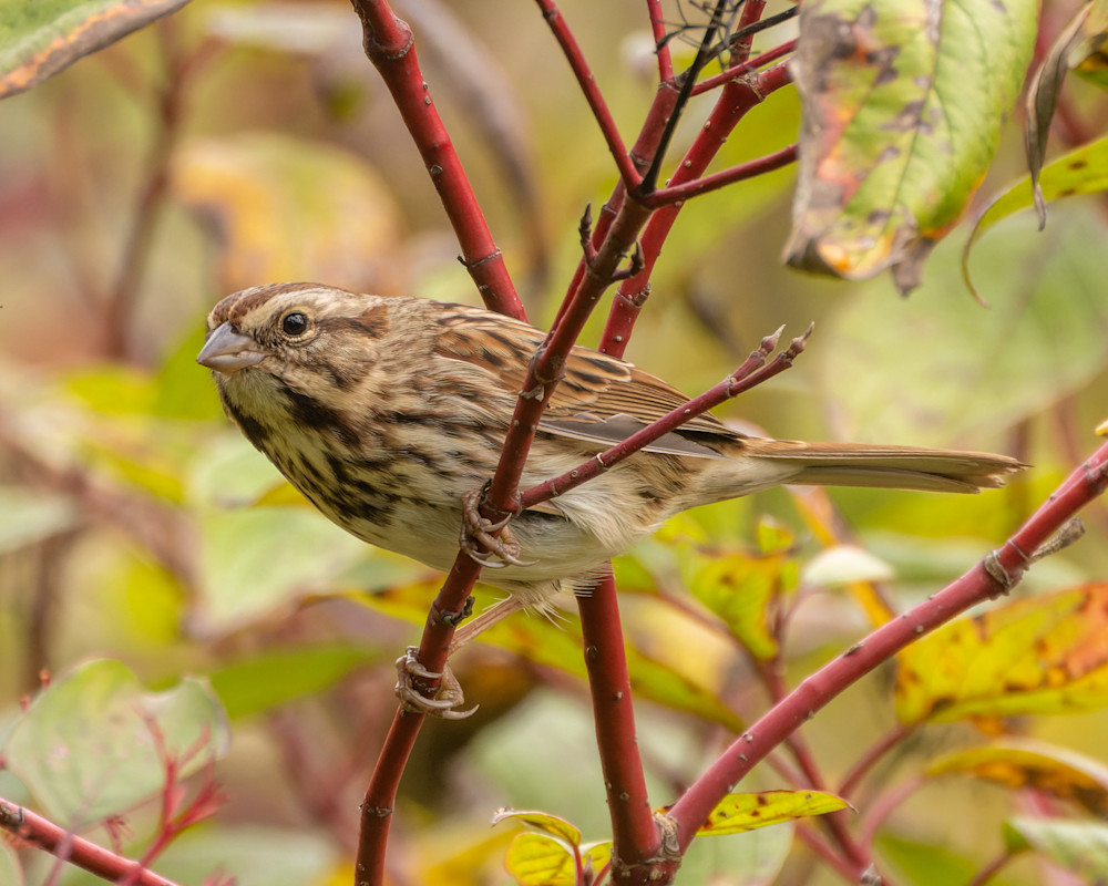 Sparrow In Fall Foliage Photography Art | Mike Soegtrop Photography