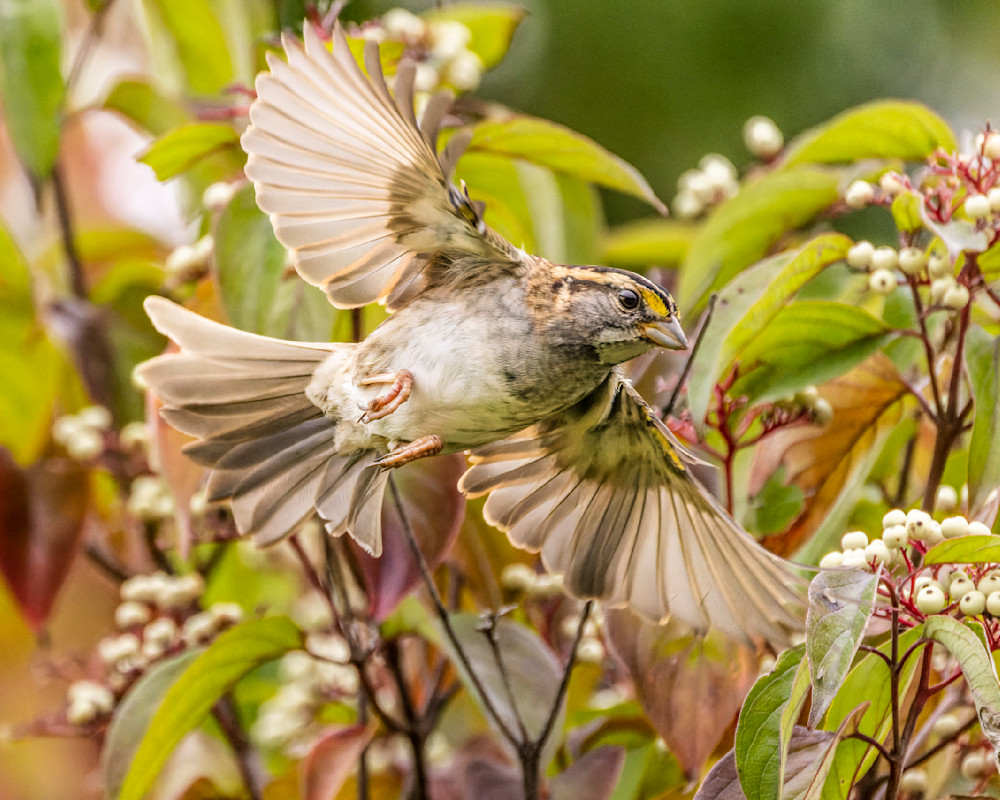 White-throated Sparrow