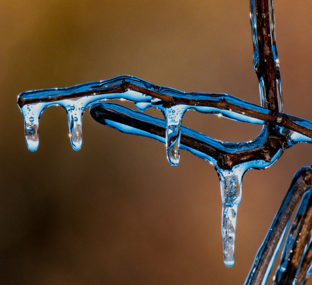 "Icy Twig" (2) Photography Art | Gary Brenner Photography