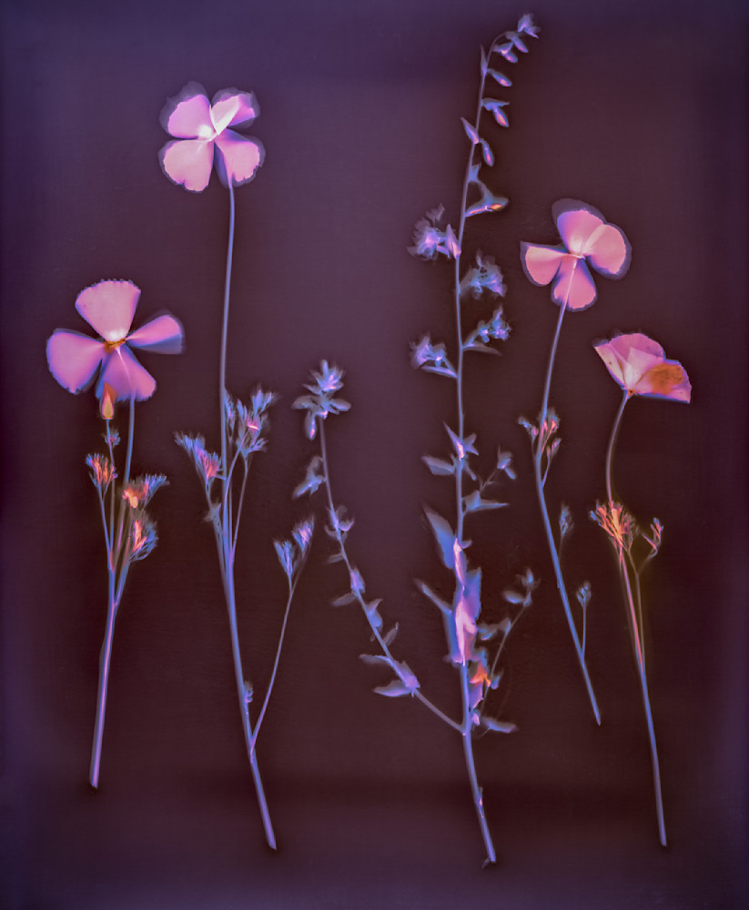 Lumen: Four California Poppies With Lacy Phacelia. Photography Art | davidarnoldphotographyart.com