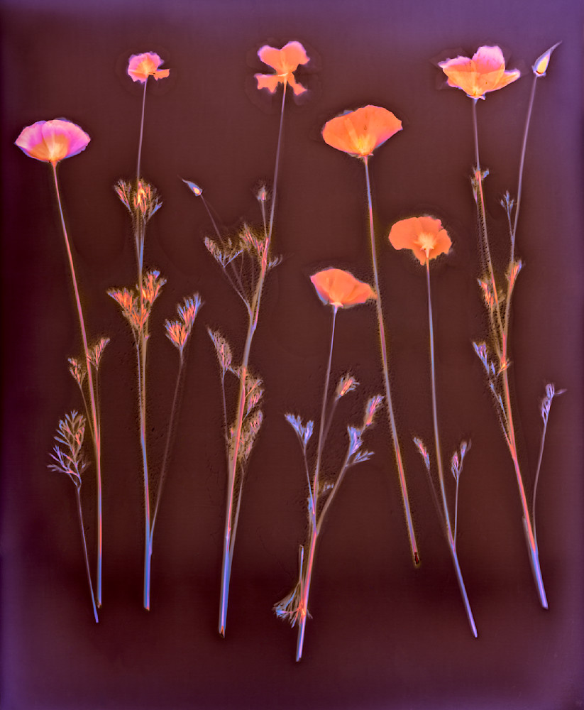 Seven California Poppies Photography Art | davidarnoldphotographyart.com