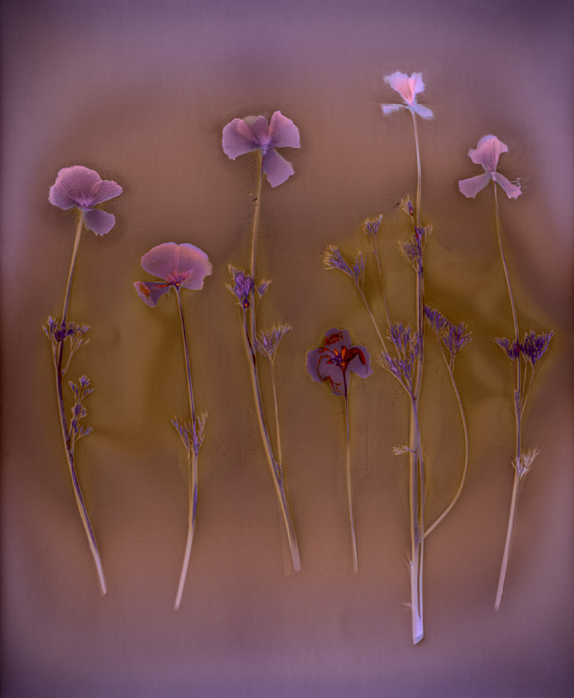 Five California Poppies In A Gold Field (2) Photography Art | davidarnoldphotographyart.com