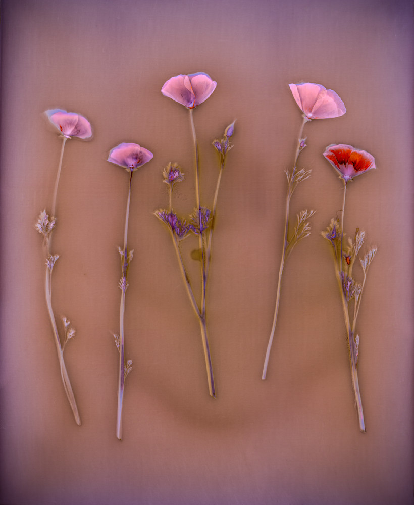 Five California Poppies In A Golden Field (3) Photography Art | davidarnoldphotographyart.com