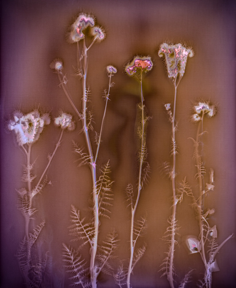 Lumen Print: Five Lacy Phacelia Photography Art | davidarnoldphotographyart.com