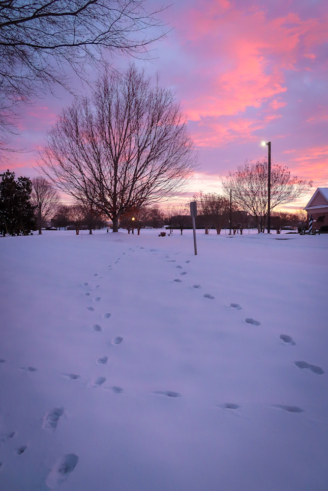 Wannabe Naturalist Snowy Morning in Mooresville, NC | Eugene L Brill